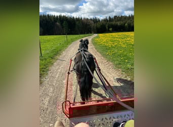 Shetland Ponys, Wallach, 22 Jahre, 115 cm, Rappe