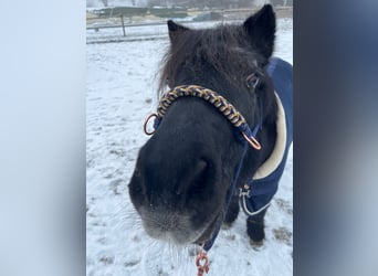Shetland Ponys, Wallach, 22 Jahre, 115 cm, Rappe