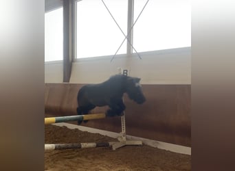 Shetland Ponys, Wallach, 22 Jahre, 115 cm, Rappe