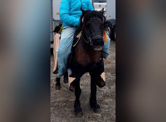 Shetland Ponys, Wallach, 22 Jahre, 115 cm, Rappe