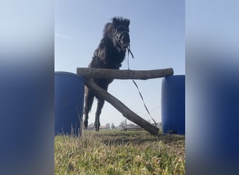 Shetland Ponys, Wallach, 22 Jahre, 115 cm, Rappe