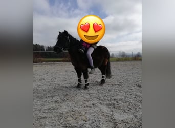 Shetland Ponys, Wallach, 22 Jahre, 115 cm, Rappe