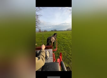 Shetland Ponys, Wallach, 22 Jahre, 115 cm, Rappe