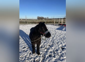 Shetland Ponys, Wallach, 22 Jahre, 115 cm, Rappe