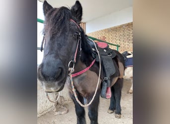 Shetland Ponys, Wallach, 22 Jahre, 115 cm, Rappe