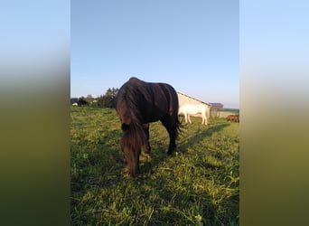 Shetland Ponys, Wallach, 22 Jahre, 115 cm, Rappe