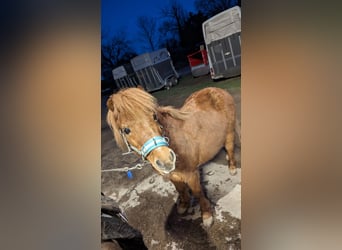 Shetland Ponys, Wallach, 22 Jahre, Fuchs