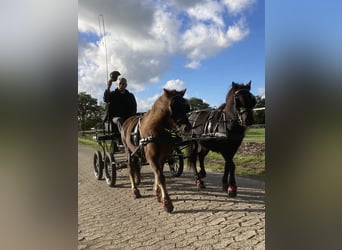 Shetland Ponys Mix, Wallach, 23 Jahre, 108 cm, Dunkelfuchs