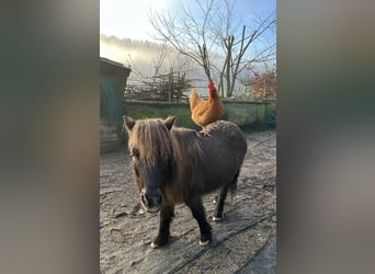 Shetland Ponys, Wallach, 24 Jahre, 103 cm, Rappe