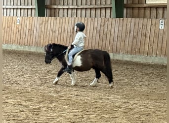 Shetland Ponys, Wallach, 27 Jahre, 92 cm, Schecke