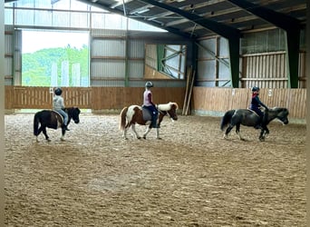 Shetland Ponys, Wallach, 27 Jahre, 92 cm, Schecke