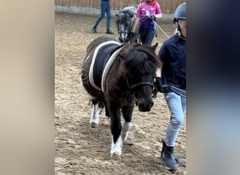 Shetland Ponys, Wallach, 27 Jahre, 92 cm, Schecke