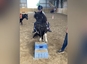 Shetland Ponys, Wallach, 27 Jahre, 92 cm, Schecke