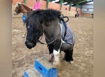 Shetland Ponys, Wallach, 27 Jahre, 92 cm, Schecke