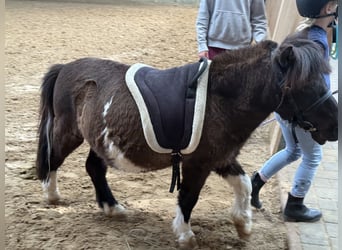 Shetland Ponys, Wallach, 27 Jahre, 92 cm, Schecke