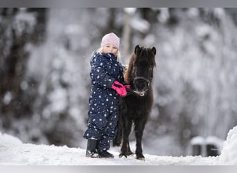 Shetland Ponys, Wallach, 2 Jahre, 100 cm, Tigerschecke
