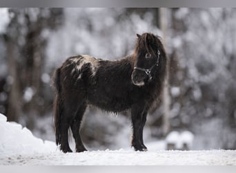 Shetland Ponys, Wallach, 2 Jahre, 100 cm, Tigerschecke