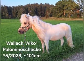 Shetland Ponys, Wallach, 2 Jahre, 101 cm, Schecke