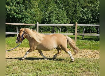 Shetland Ponys, Wallach, 2 Jahre, 102 cm, Schecke