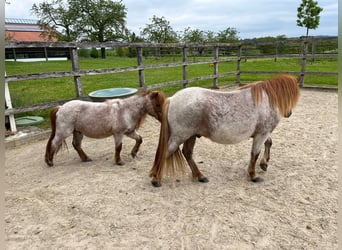 Shetland Ponys, Wallach, 2 Jahre, 105 cm, Rotschimmel