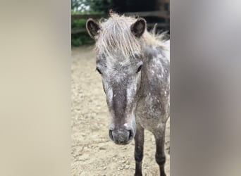 Shetland Ponys Mix, Wallach, 2 Jahre, 106 cm, Blauschimmel