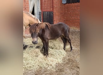 Shetland Ponys, Wallach, 2 Jahre, 109 cm, Dunkelbrauner