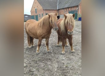 Shetland Ponys, Wallach, 2 Jahre, 111 cm, Red Dun