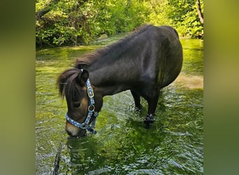 Shetland Ponys, Wallach, 2 Jahre, 80 cm, Dunkelbrauner