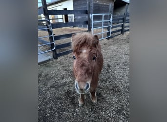 Shetland Ponys, Wallach, 2 Jahre, 90 cm, Fuchs