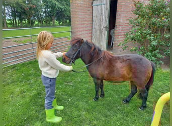 Shetland Ponys, Wallach, 2 Jahre, 95 cm, Rappe