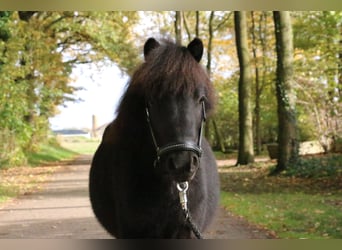 Shetland Ponys, Wallach, 2 Jahre, 95 cm, Rappe