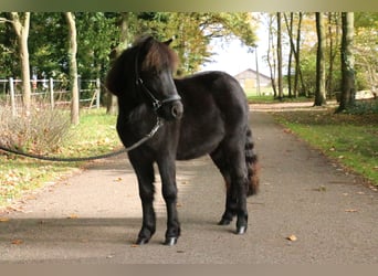 Shetland Ponys, Wallach, 2 Jahre, 95 cm, Rappe