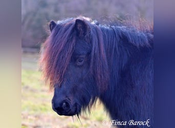 Shetland Ponys, Wallach, 2 Jahre, 98 cm, Rappe