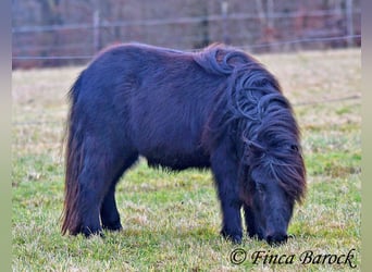 Shetland Ponys, Wallach, 2 Jahre, 98 cm, Rappe