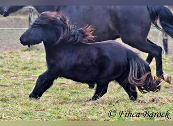 Shetland Ponys, Wallach, 2 Jahre, 98 cm, Rappe