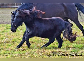 Shetland Ponys, Wallach, 2 Jahre, 98 cm, Rappe