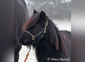 Shetland Ponys, Wallach, 2 Jahre, 98 cm, Rappe