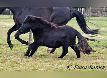 Shetland Ponys, Wallach, 2 Jahre, 98 cm, Rappe