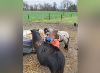 Shetland Ponys, Wallach, 2 Jahre, Rappe