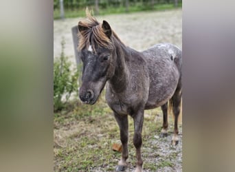 Shetland Ponys, Wallach, 3 Jahre, 100 cm