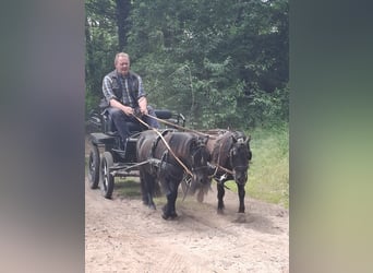 Shetland Ponys, Wallach, 3 Jahre, 100 cm, Rappe