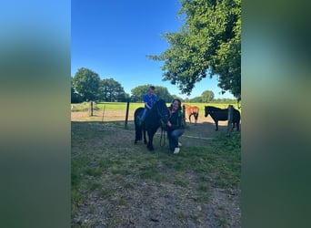 Shetland Ponys, Wallach, 3 Jahre, 100 cm, Rappe