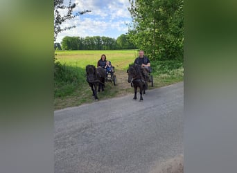 Shetland Ponys, Wallach, 3 Jahre, 100 cm, Rappe