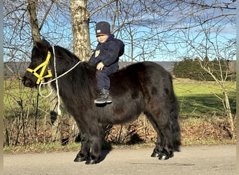 Shetland Ponys, Wallach, 3 Jahre, 100 cm, Rappe