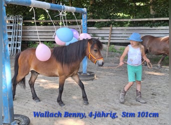 Shetland Ponys, Wallach, 3 Jahre, 102 cm, Brauner