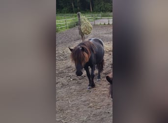 Shetland Ponys, Wallach, 3 Jahre, 104 cm, Rappe