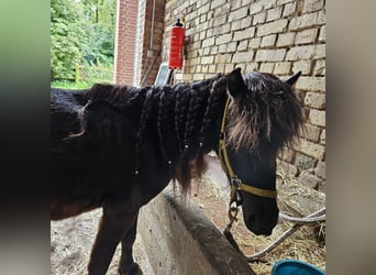 Shetland Ponys, Wallach, 3 Jahre, 104 cm, Rappe