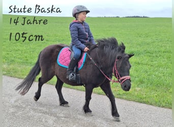 Shetland Ponys, Wallach, 3 Jahre, 105 cm, Rappe