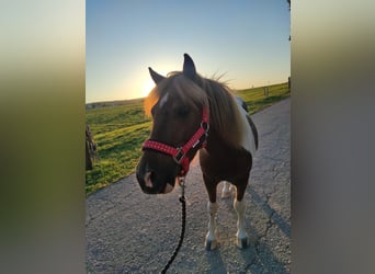 Shetland Ponys, Wallach, 3 Jahre, 105 cm, Schecke