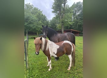 Shetland Ponys, Wallach, 3 Jahre, 105 cm, Schecke